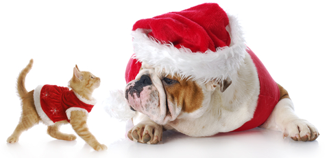 Christmas dressed Dog and kitten