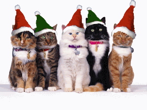 xmas cats