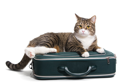 cat on suitcase